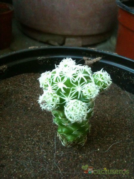 Una foto de Mammillaria gracilis