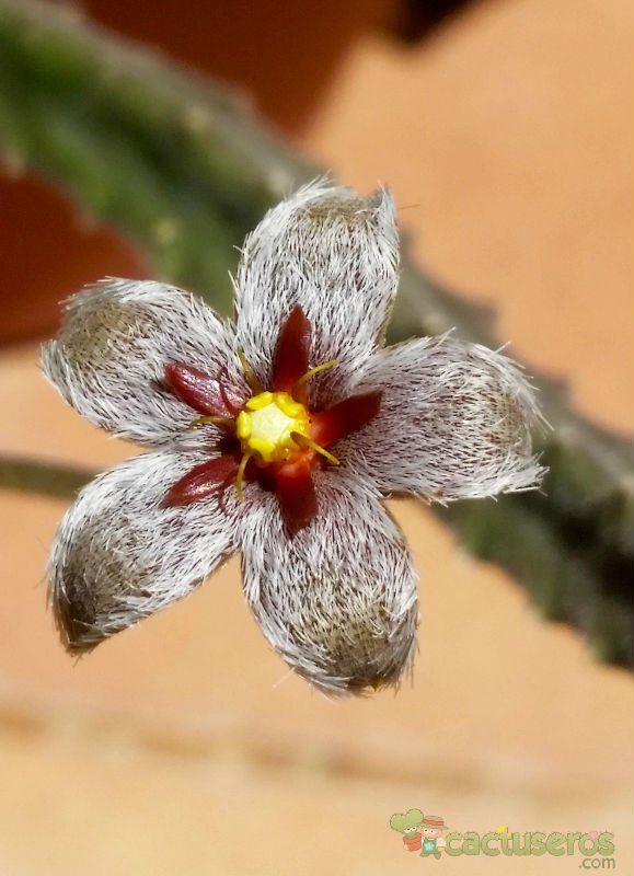 A photo of Stapelia erectiflora  