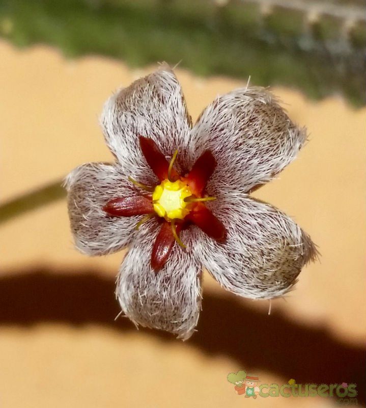 Una foto de Stapelia erectiflora  