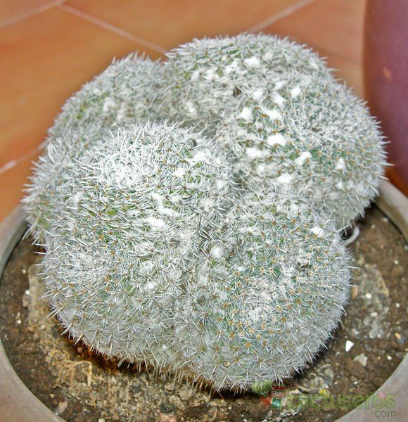 A photo of Mammillaria parkinsonii