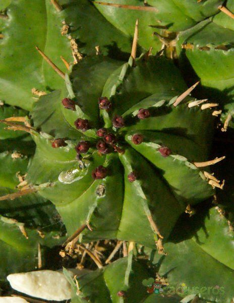 Una foto de Euphorbia aggregata