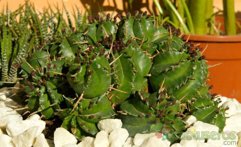 Una foto de Euphorbia aggregata