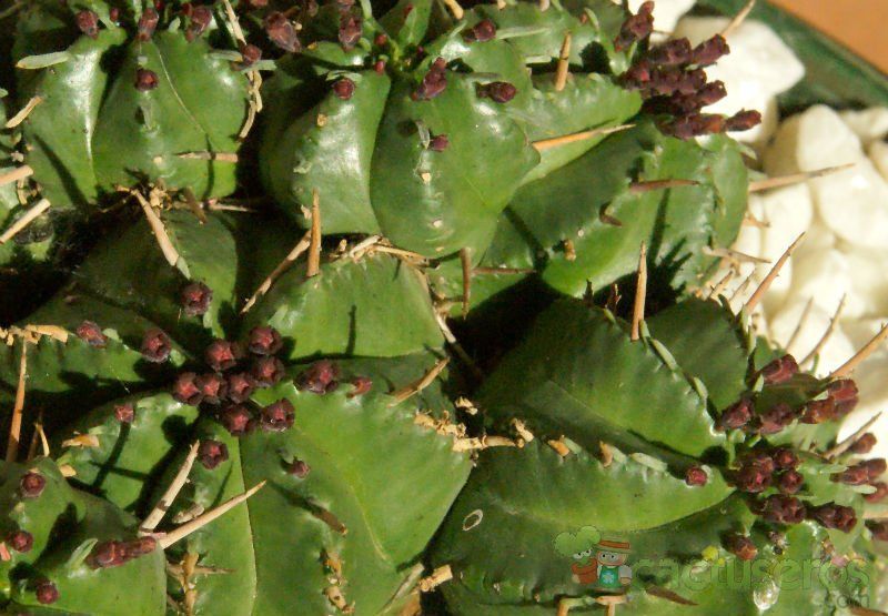 Una foto de Euphorbia aggregata