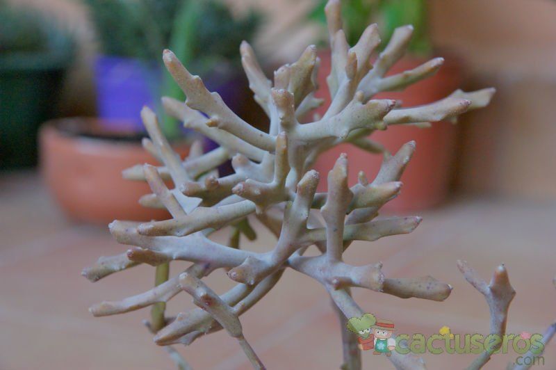 Una foto de Euphorbia lignosa