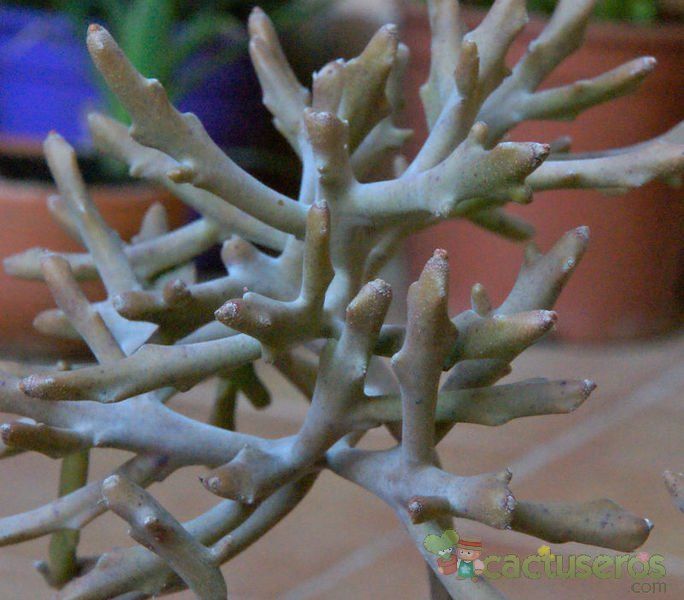 A photo of Euphorbia lignosa