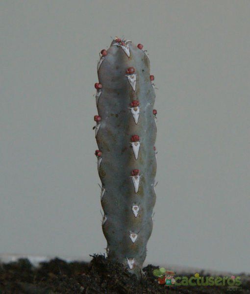 A photo of Euphorbia debilispina