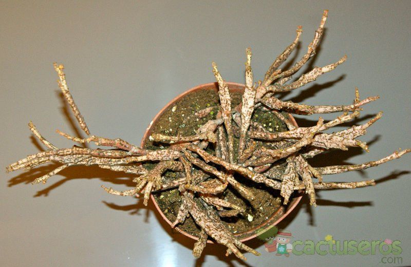 Una foto de Euphorbia platyclada
