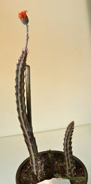A photo of Kleinia stapeliiformis