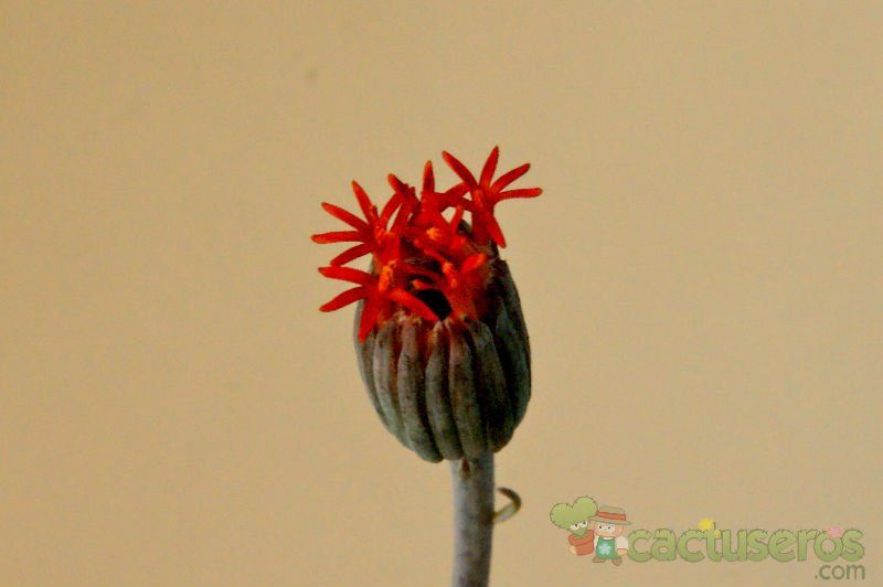 A photo of Kleinia stapeliiformis