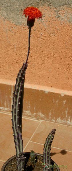A photo of Kleinia stapeliiformis