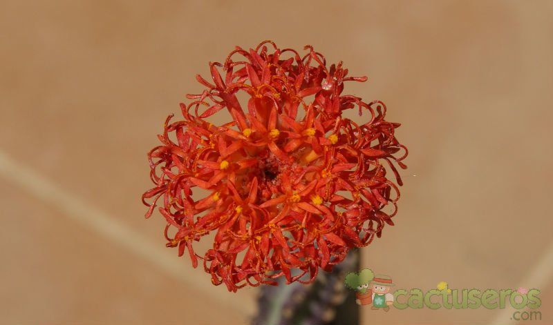 A photo of Kleinia stapeliiformis