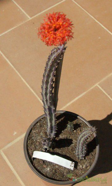 A photo of Kleinia stapeliiformis