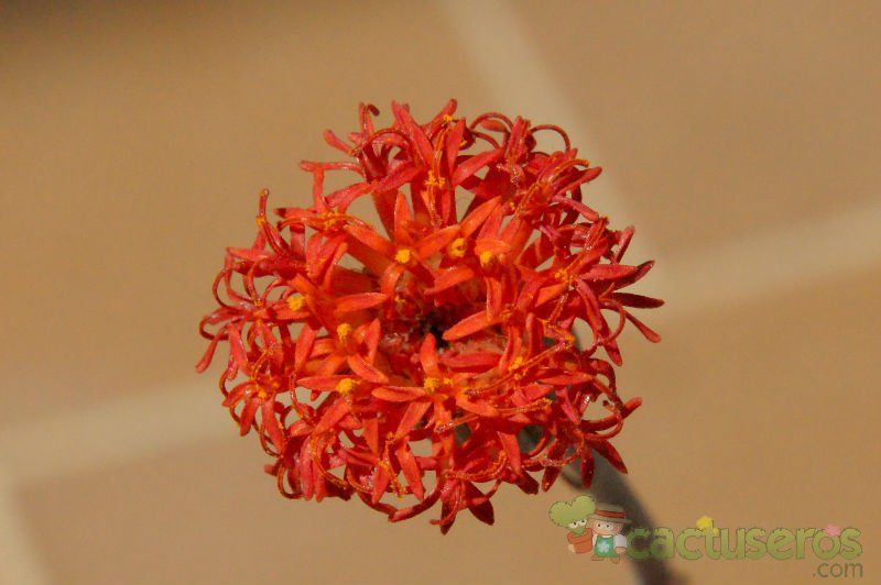 A photo of Kleinia stapeliiformis