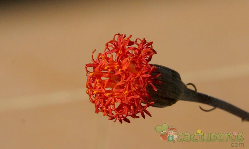 A photo of Kleinia stapeliiformis