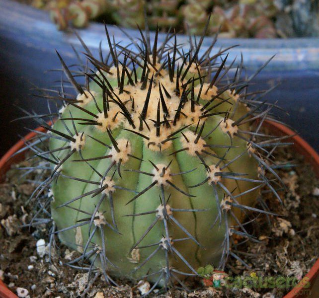 A photo of Copiapoa marginata