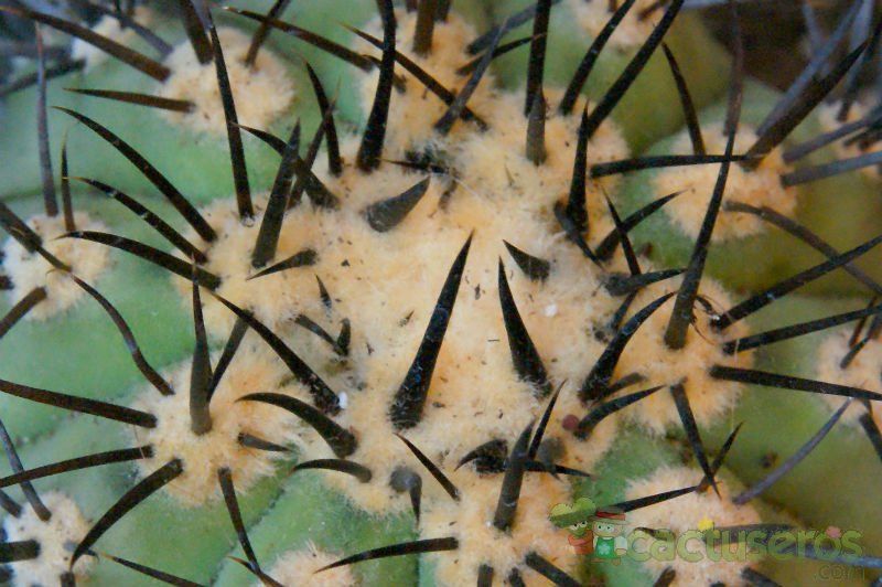 A photo of Copiapoa marginata