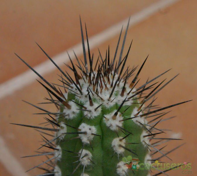 Una foto de Eulychnia acida