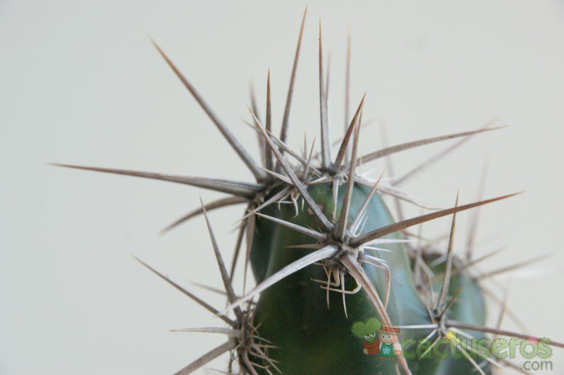 Una foto de Corynopuntia invicta