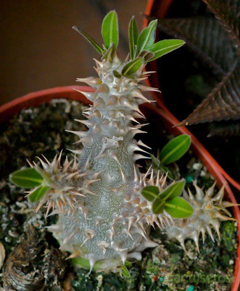 Una foto de Pachypodium densiflorum 