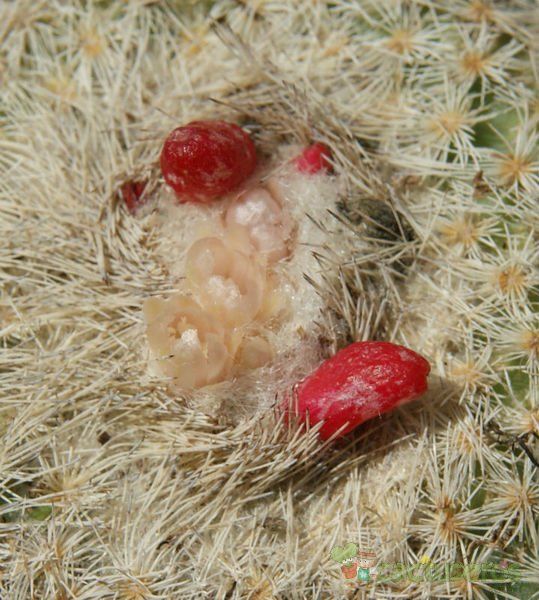 A photo of Epithelantha micromeris