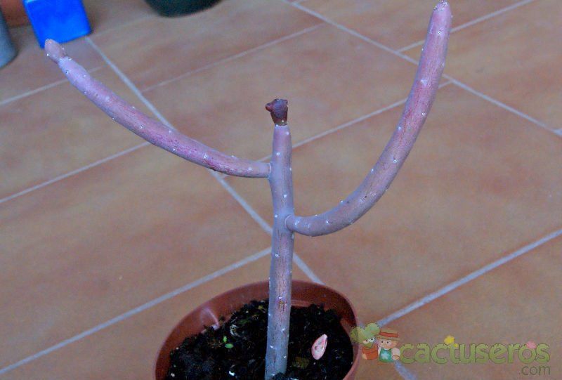Una foto de Euphorbia cedrorum