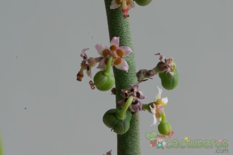 Una foto de Euphorbia antisyphilitica