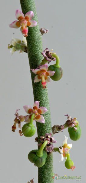 A photo of Euphorbia antisyphilitica