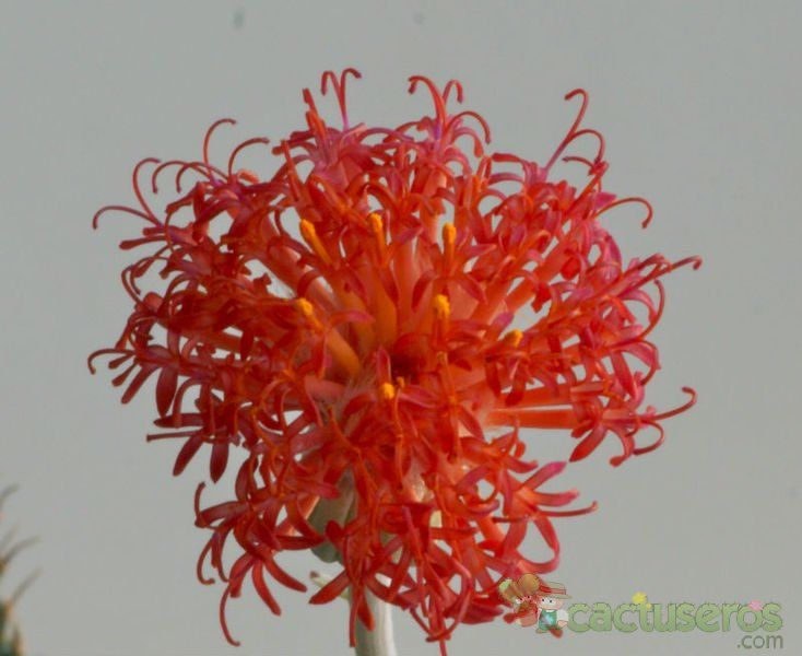 A photo of Kleinia stapeliiformis