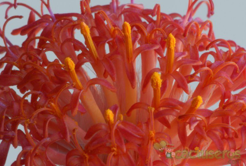 A photo of Kleinia stapeliiformis
