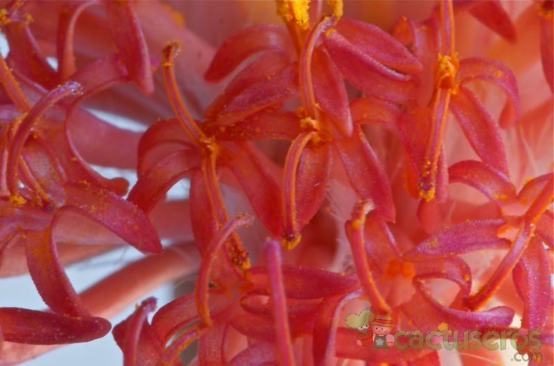 A photo of Kleinia stapeliiformis