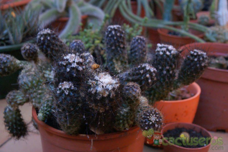 A photo of Copiapoa longispina