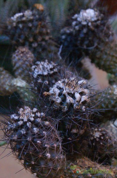 A photo of Copiapoa longispina