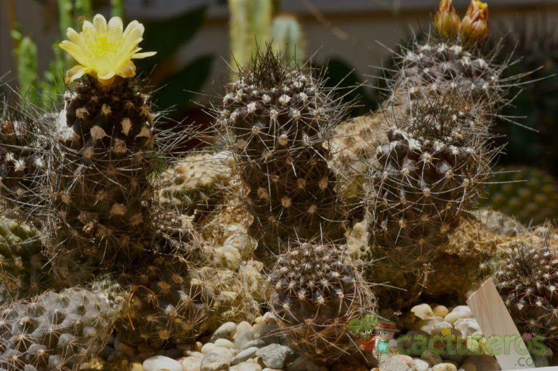 A photo of Copiapoa longispina
