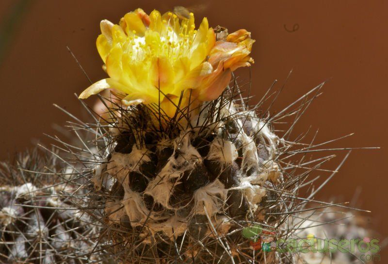A photo of Copiapoa longispina