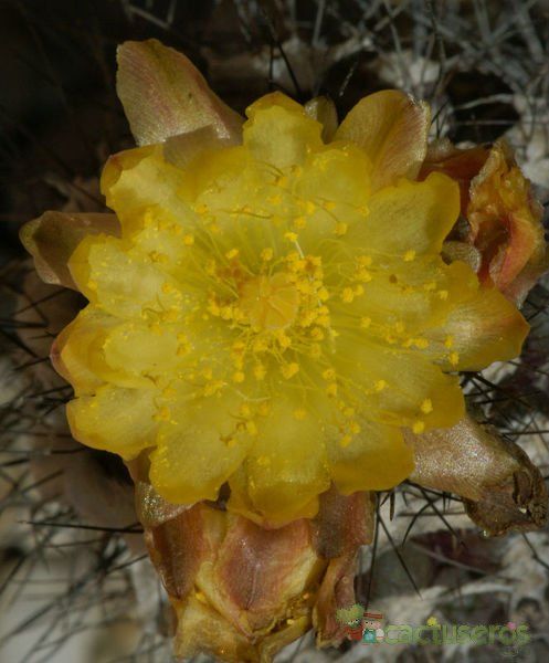 A photo of Copiapoa longispina
