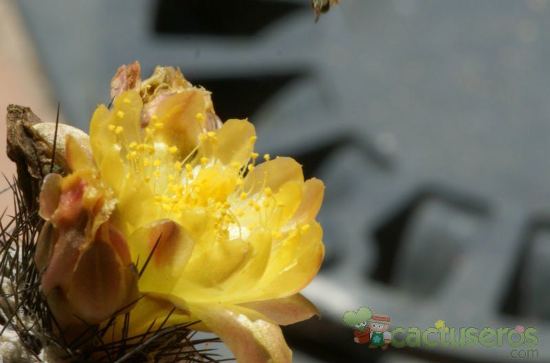 A photo of Copiapoa longispina
