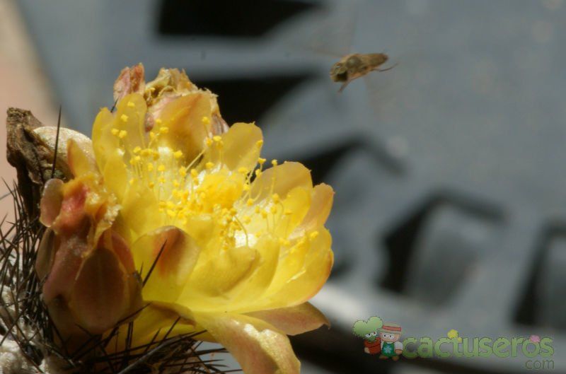 A photo of Copiapoa longispina