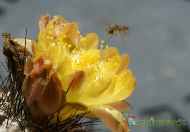 A photo of Copiapoa longispina