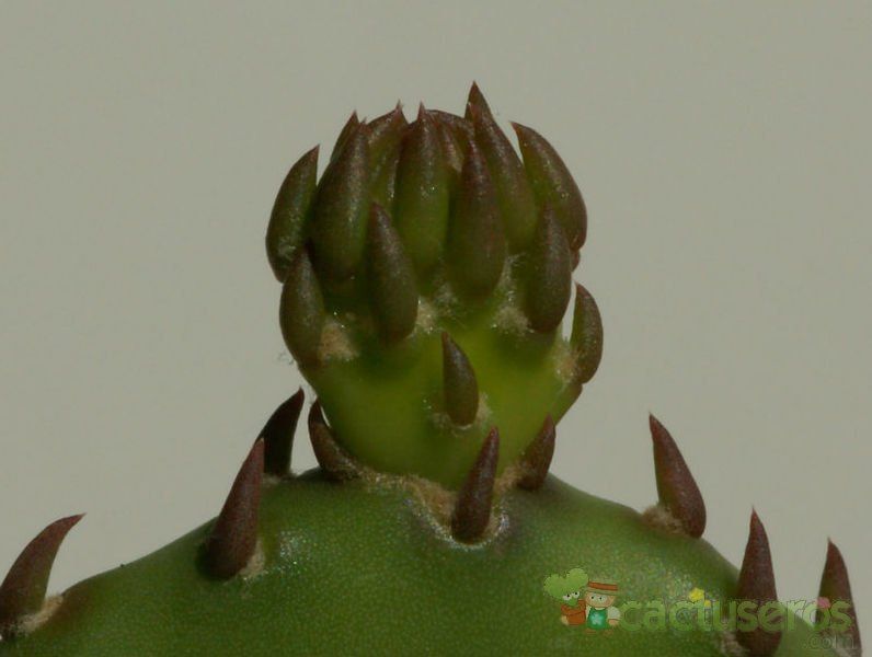 A photo of Opuntia humifusa var. humifusa