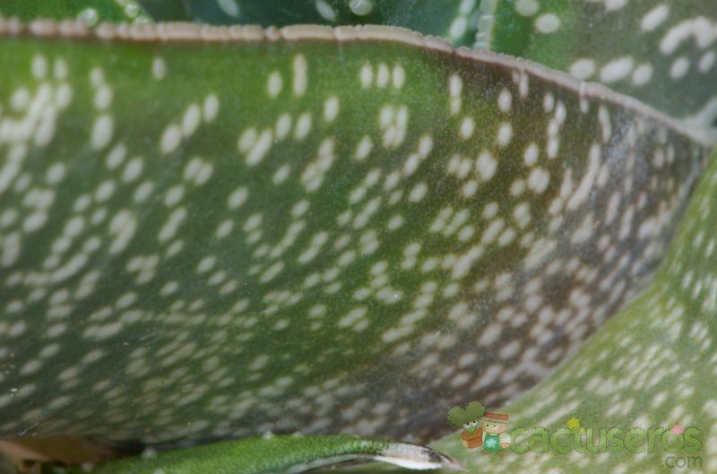A photo of Gasteria carinata var. carinata