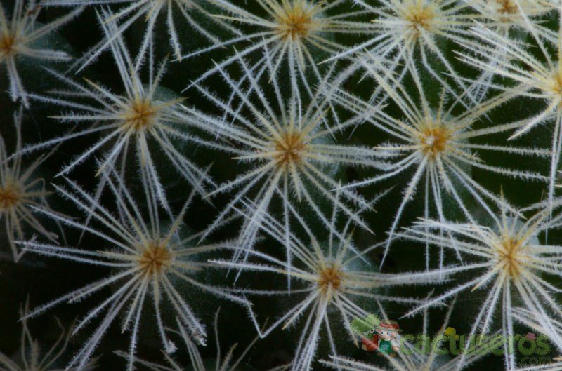 Una foto de Mammillaria schiedeana ssp. giselae