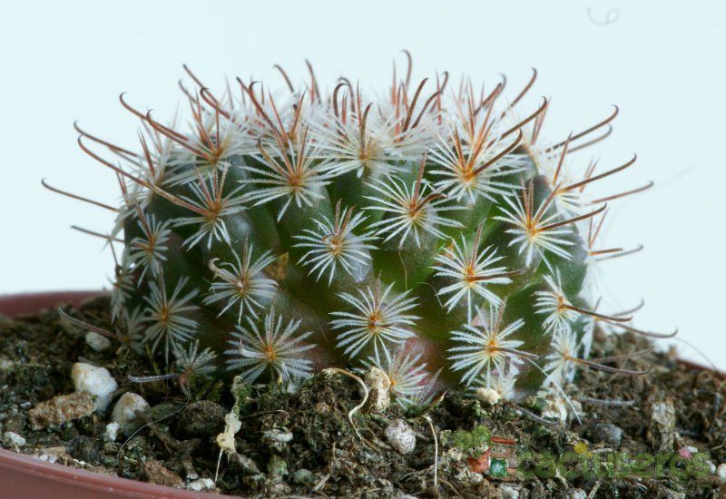 Una foto de Mammillaria nana