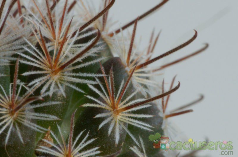 A photo of Mammillaria nana