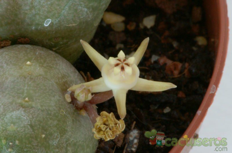Una foto de Duvalia parviflora