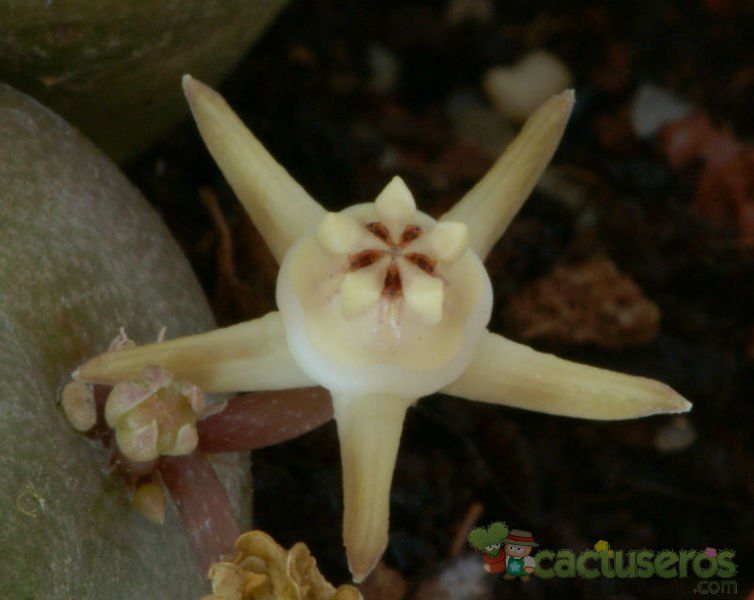 Una foto de Duvalia parviflora