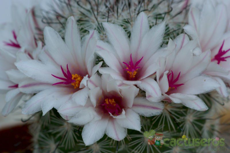 A photo of Mammillaria albicans ssp. albicans