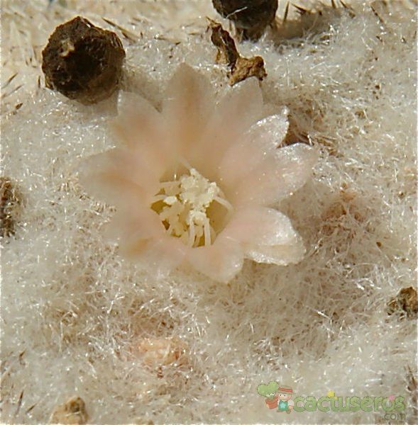 Una foto de Epithelantha micromeris subsp. greggii