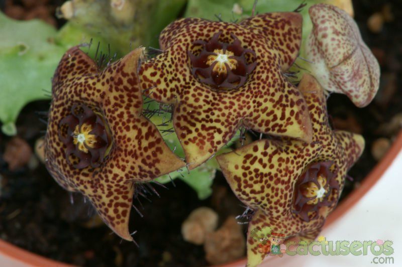A photo of Caralluma crenulata x hexagona
