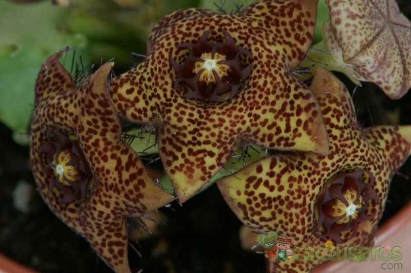 Una foto de Caralluma crenulata x hexagona