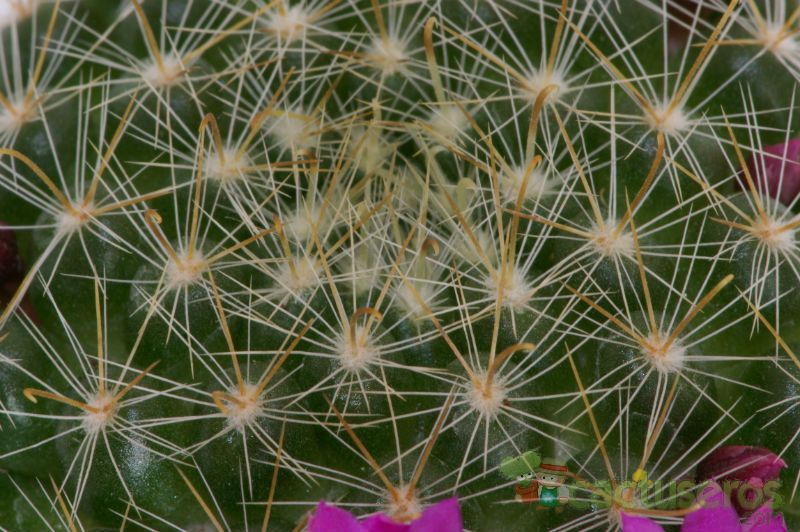 Una foto de Mammillaria zeilmanniana